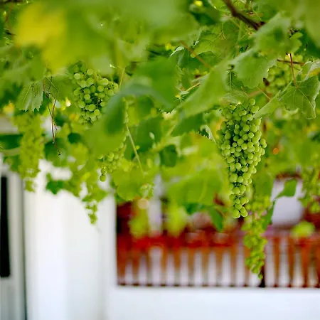 Guest house Sulo Patara